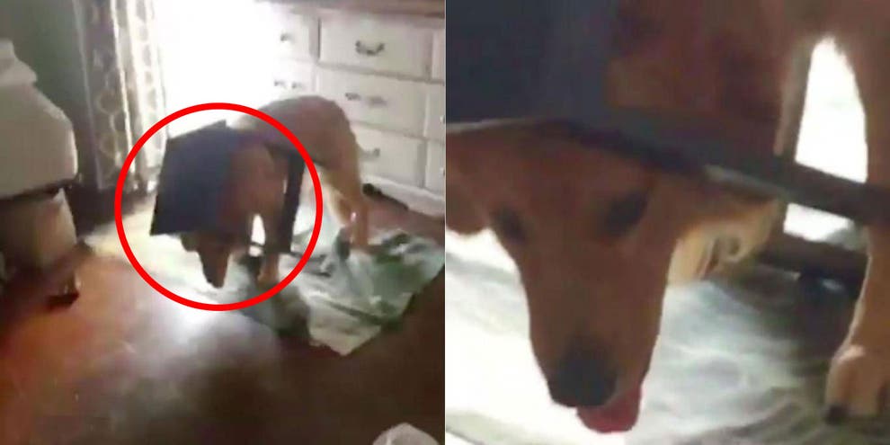 A dog got its head stuck in a table in this woman's bedroom and the