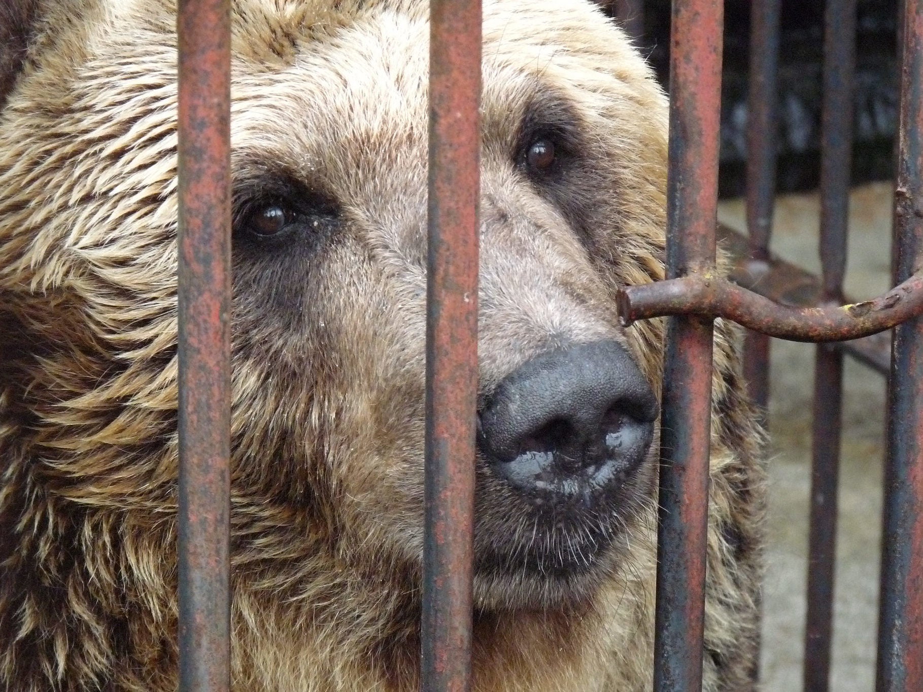 The bears will be moved from behind bars to a specially created home in Yorkshire