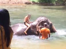 Elephants poked with pointed sticks for UK tourists at Indian resort