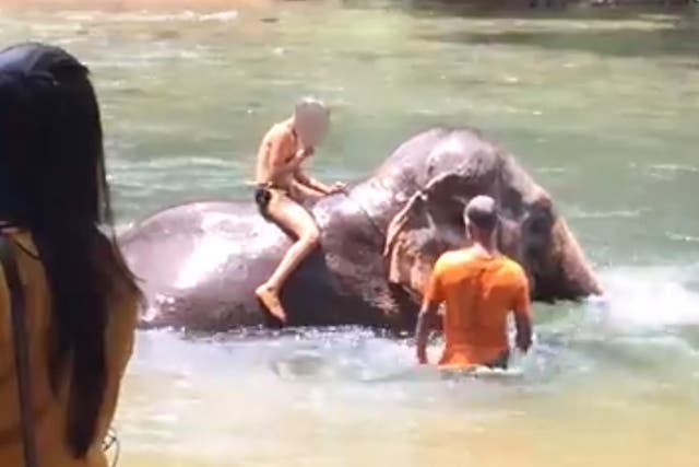 A captive adult Asian elephant was forced to shower tourists with its trunk, driven to do so each time by a handler wielding a large stick.