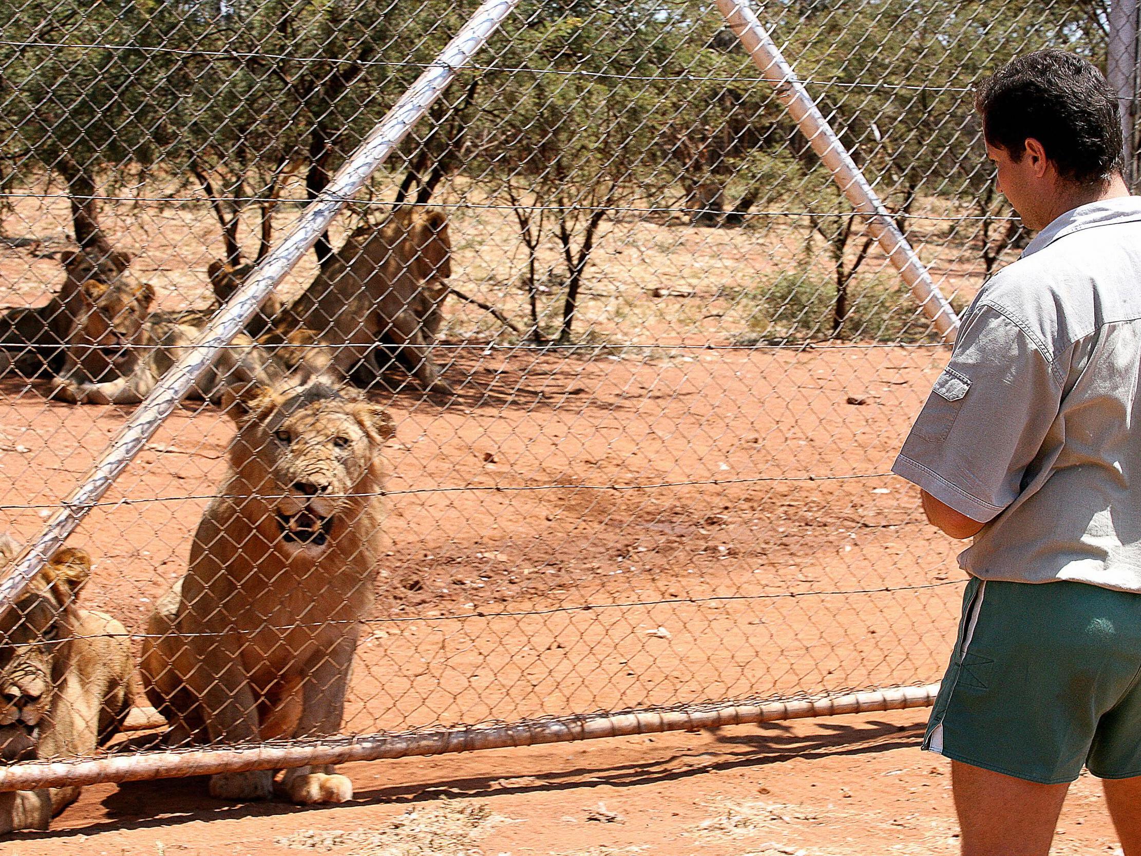 US government cracks down on letting zoo visitors play with lion and tiger  cubs, Zoos