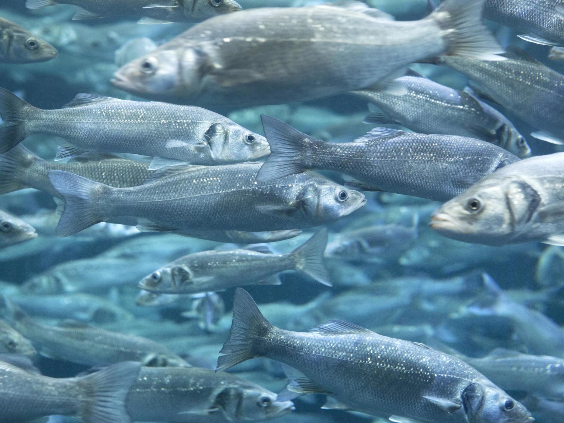 Sea bass exposed to high levels of carbon dioxide lost around half their sense of smell