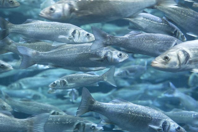 Sea bass exposed to high levels of carbon dioxide lost around half their sense of smell 
