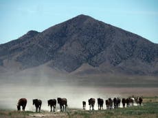 Severe drought threatens wild horses in American West