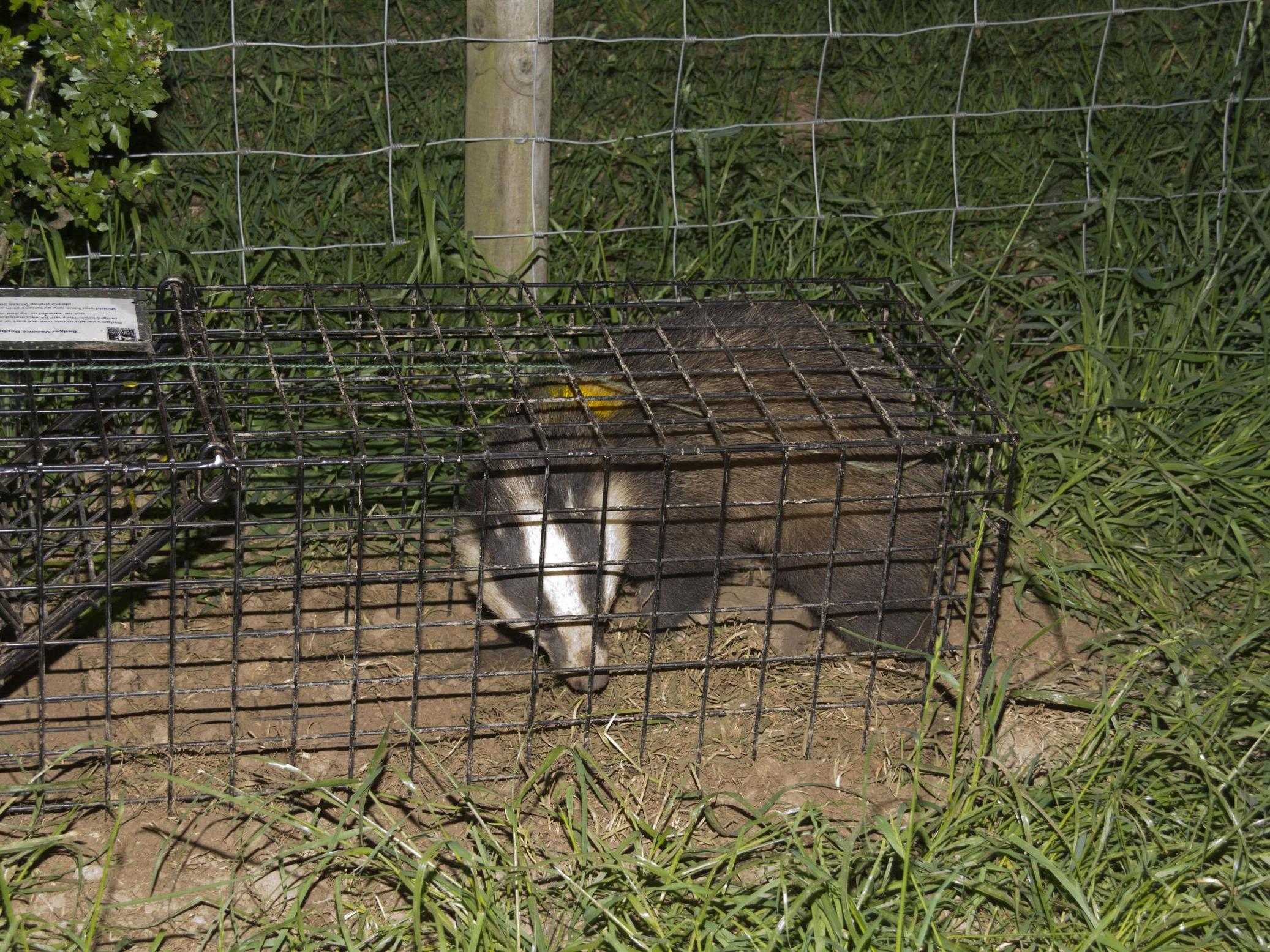Once in a cage, an animal has no access to water, and the ground is too hard to dig for food