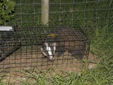 Government accused of allowing caged badgers to die of thirst in heatwave, as cull continues