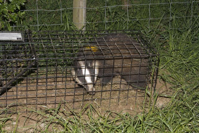 Once in a cage, an animal has no access to water, and the ground is too hard to dig for food