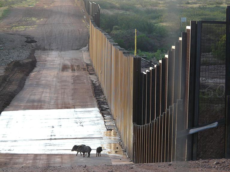 A family of pig like mammals called peccaries encounters the wall on the US-Mexico border near the San Pedro River in southeastern Arizona
