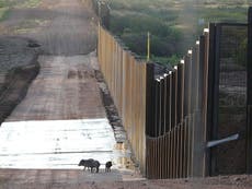 Donald Trump’s US-Mexico border wall is ‘major threat to wildlife’