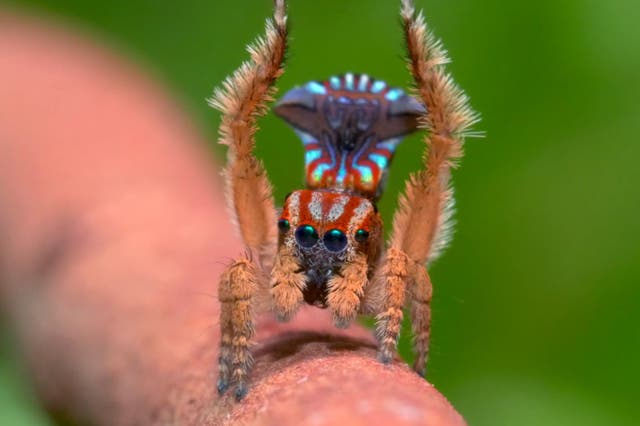 A new kind of peacock spider, Maratus Unicup, performs a dance