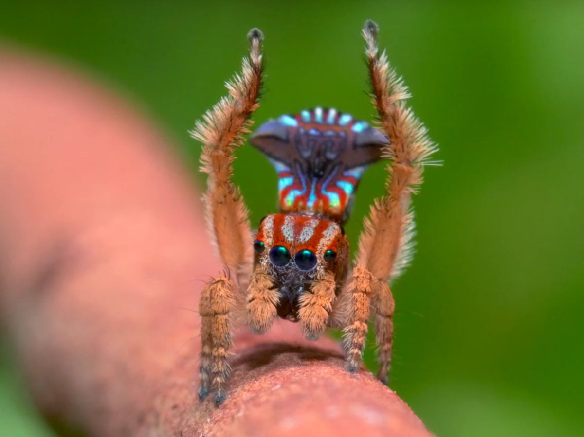 7 new species of colorful Peacock Spider join the dance party