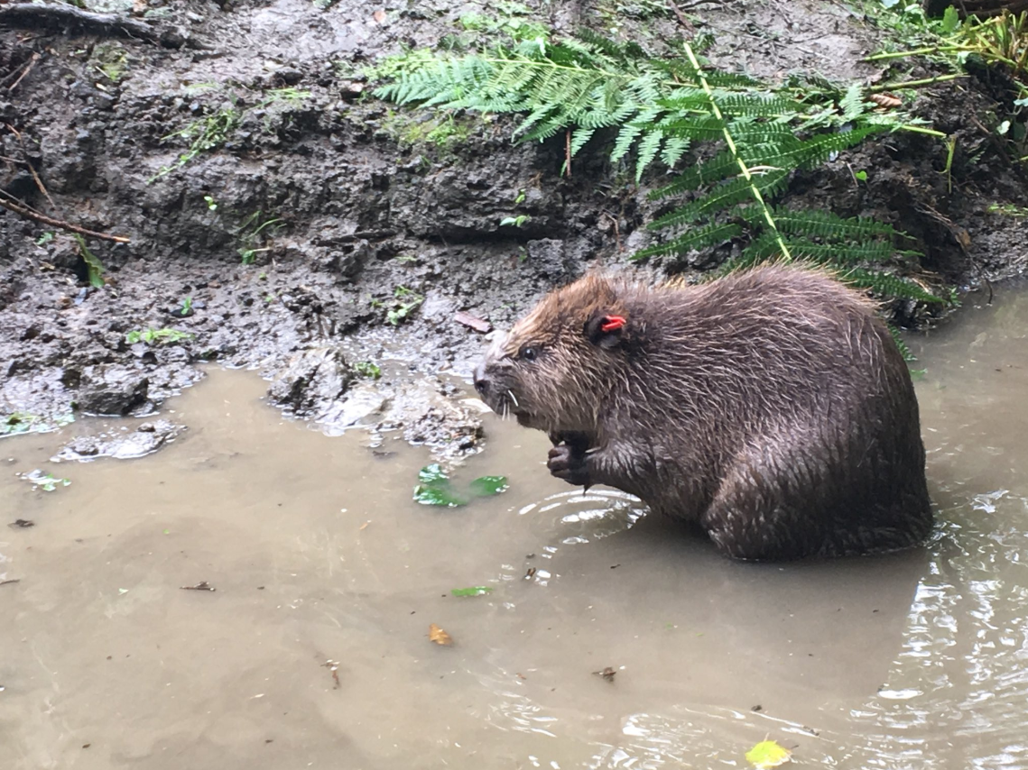 One of two Eurasian beavers in Lydbrook in the Forest of Dean
