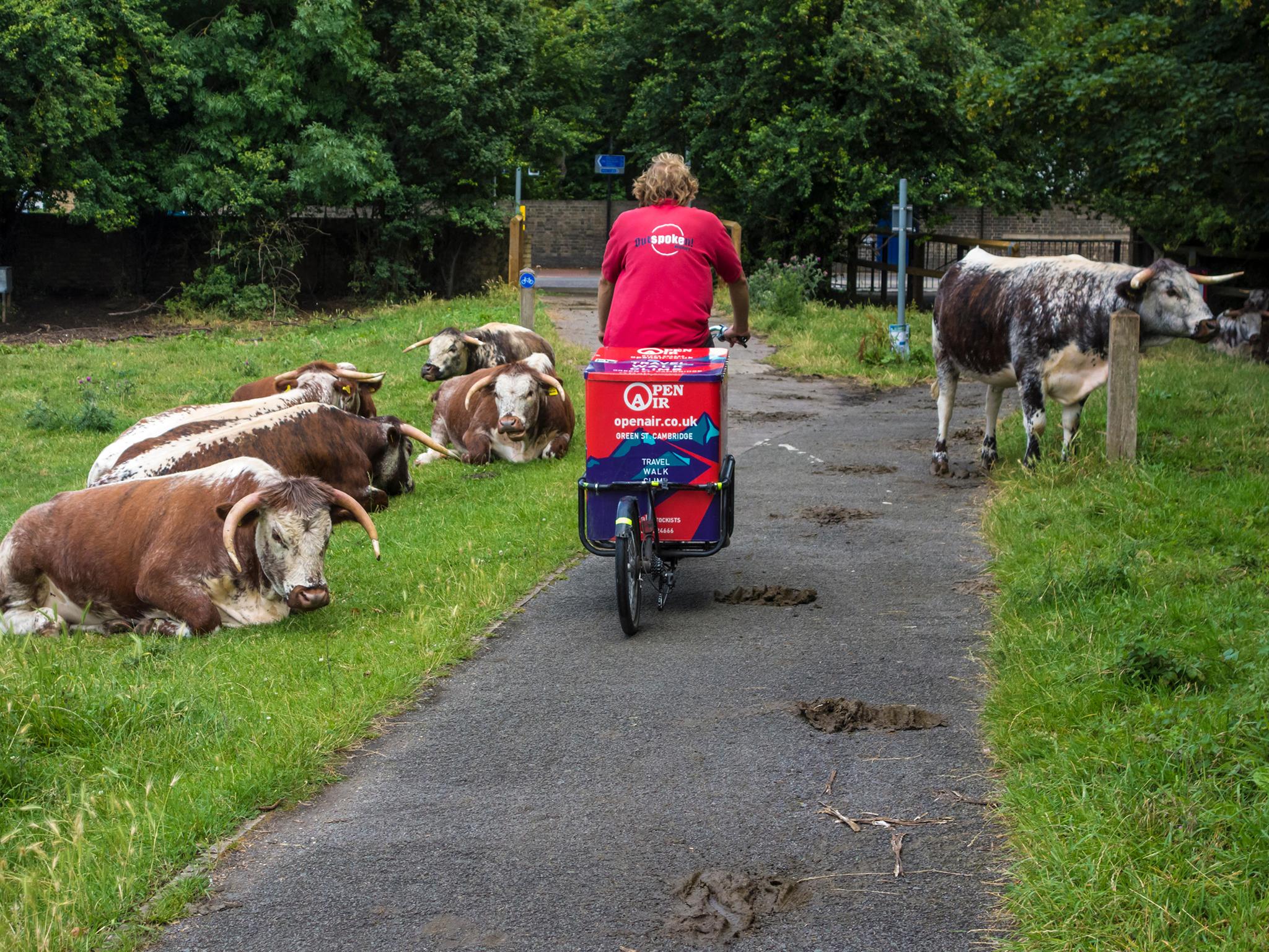 The cows have become yet another emblem of the city’s distinction (Alamy)