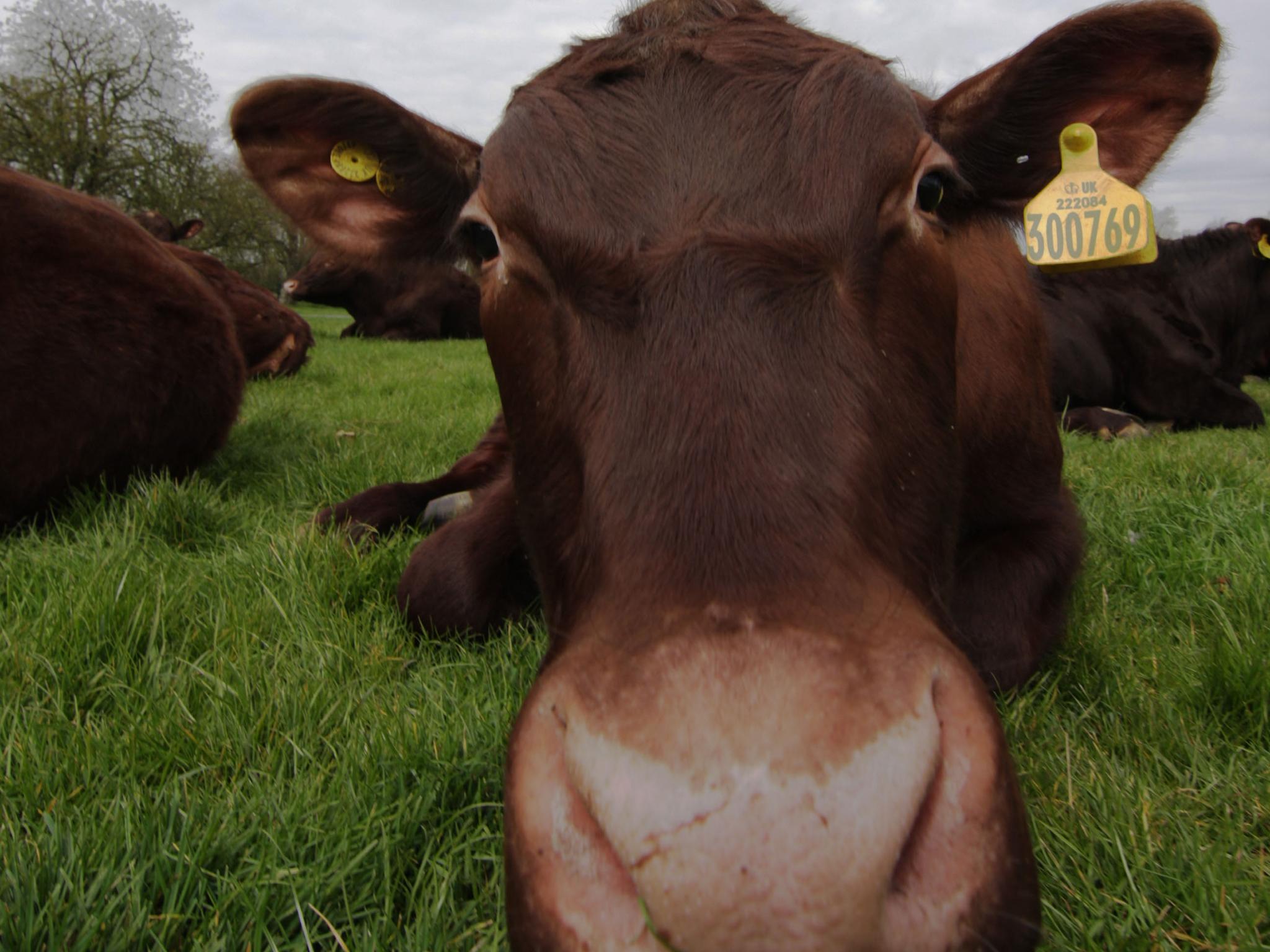 Around 120 cattle roam amid the parks and gothic towers if this medieval university town (Alamy)