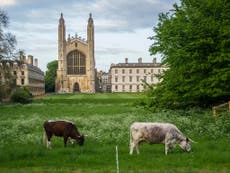 Why cows still roam the commons of Cambridge