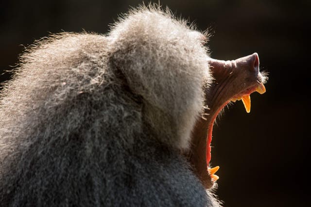 <p>FILE-A baboon yawns in its enclosure at the Tierpark Hellabrunn zoo in Munich, southern Germany, on July 24, 2018. </p>