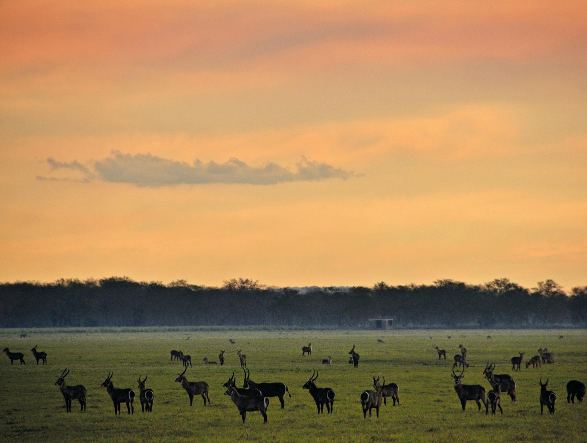 In the 1980s, civil war turned the park into a battlefield where animals were slaughtered for meat, ivory trade, and sport