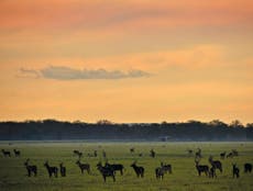 Mozambique is using science to save Gorongosa National Park wildlife