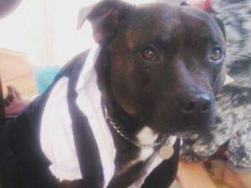 Staffordshire bull terrier suffered a fractured skull when he was attacked.