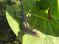 Lizards may be evolving to survive hurricanes in Caribbean