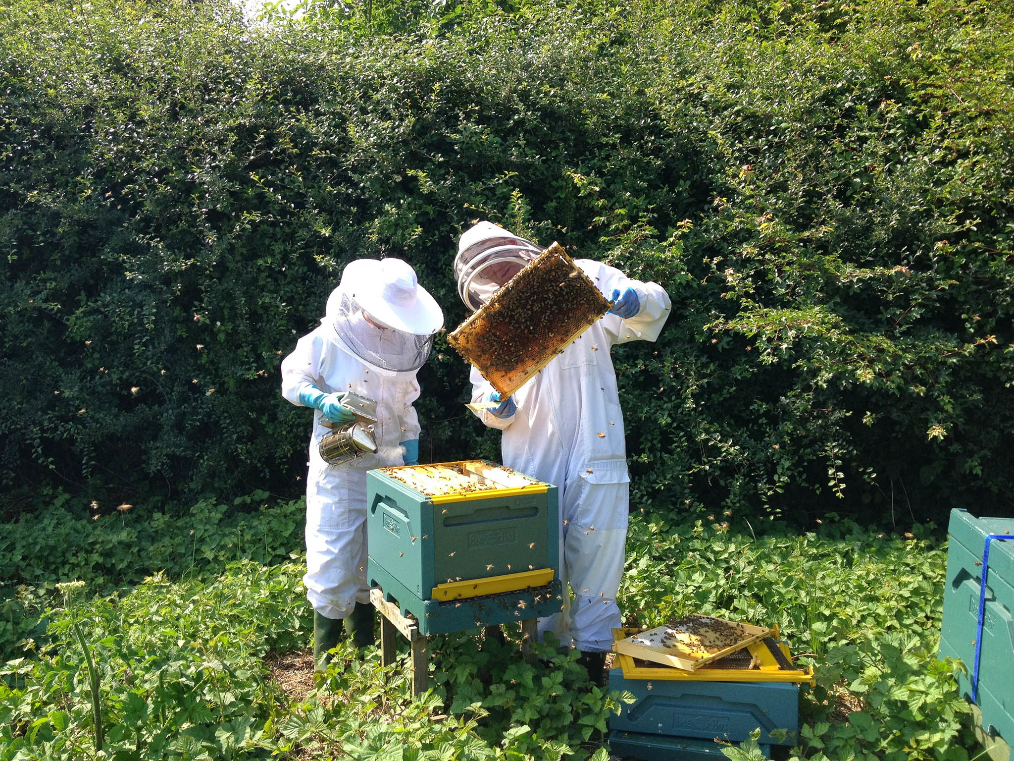 In 2015, there were just 270,000 hives in the UK, compared with nearly a million in 1900