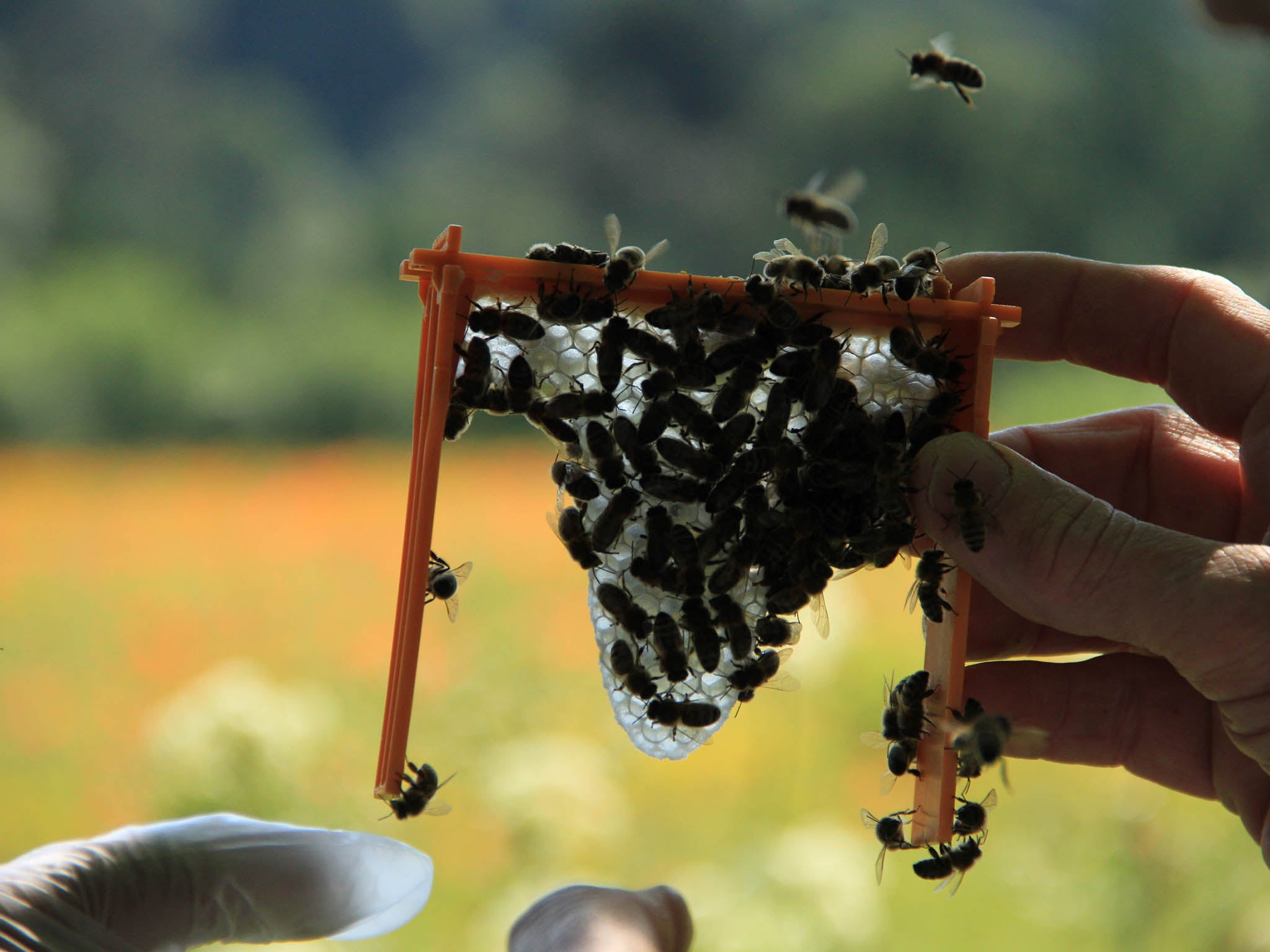 Cornish beekeepers have secured a pot of cash to conserve Britsh bees