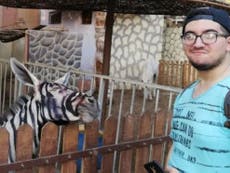 Zoo denies painting black stripes on donkey to look like a zebra