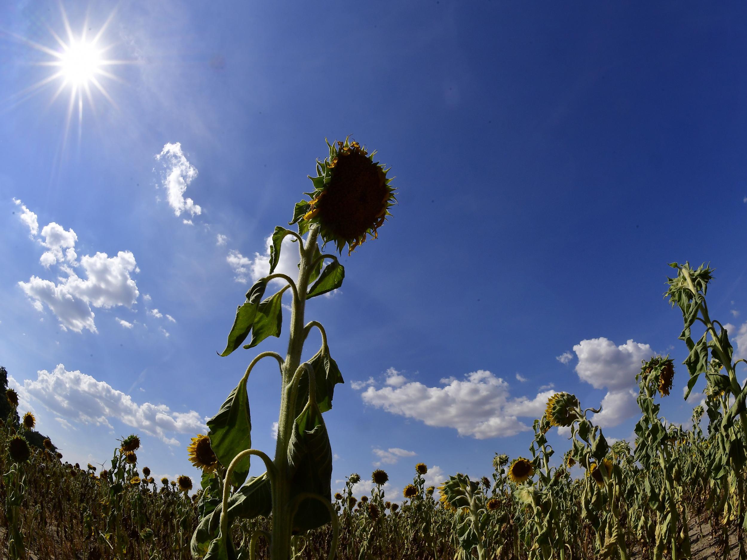 Climate change made current European heatwave more than twice as likely, scientists conclude