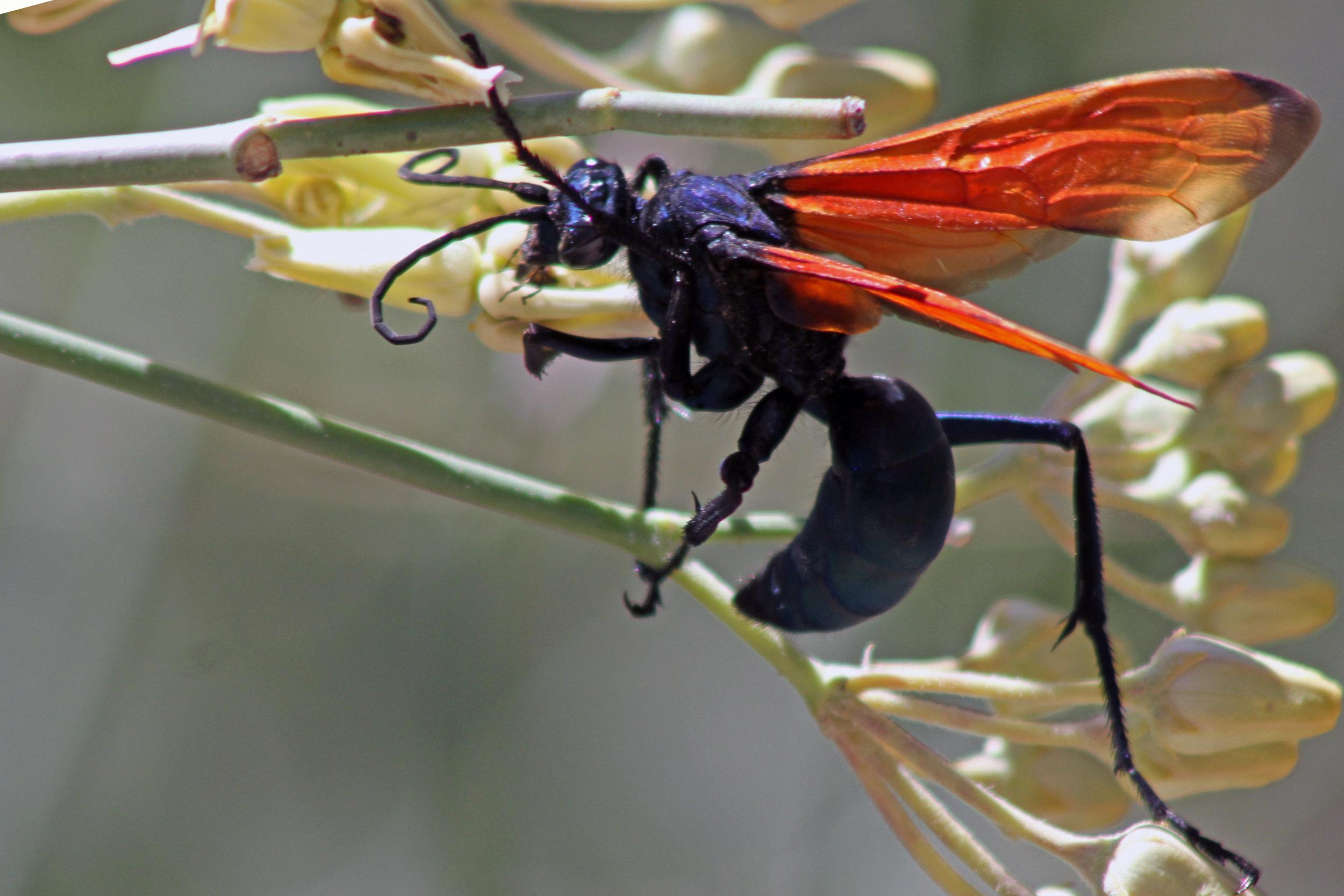 Tarantula hawks have the most painful stings in the world (Stock)