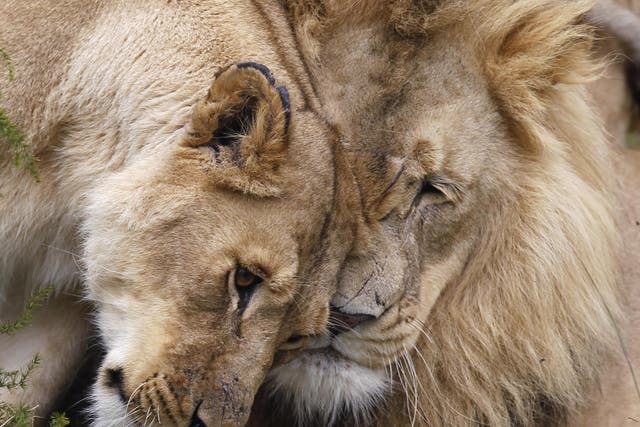 A new report looks at applications for 33 Americans to import lion trophies between 2016 and 2018.