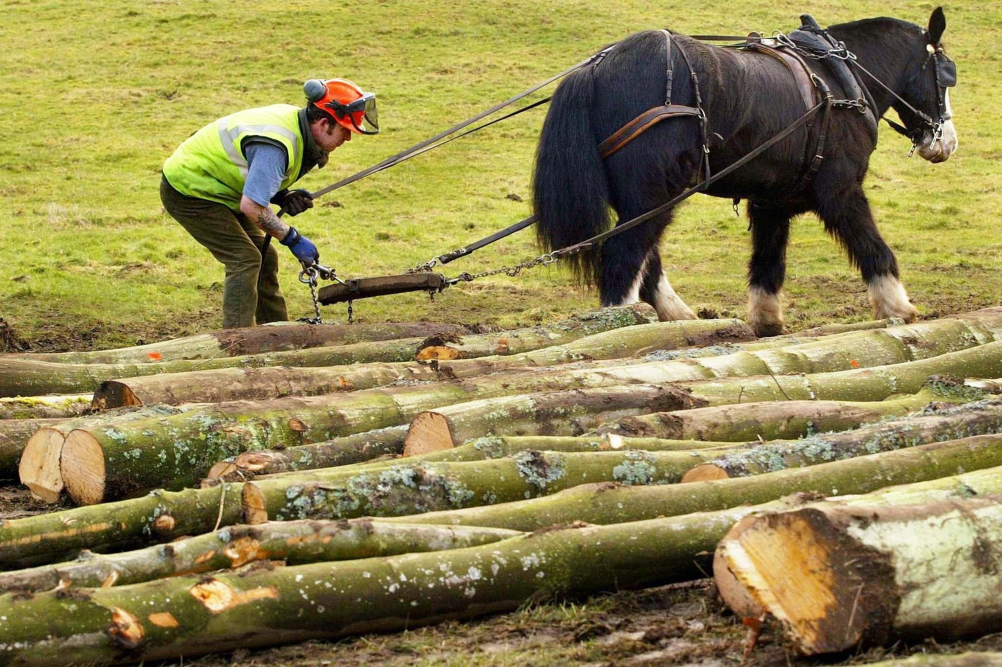 Heavy horses like this Clydesdale, Dandy, seen here with logger Graham Gilmour, have been described as 'working class heroes'