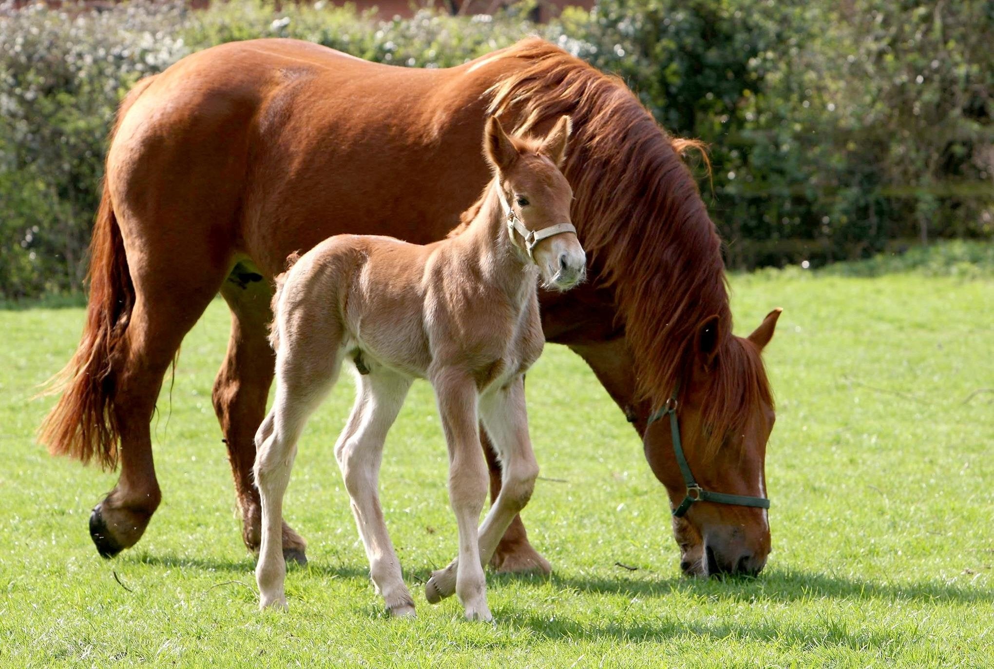 An increasingly rare sight: a five-day-old Suffolk Punch stands beside its mother. There are now thought to be only 80 viable breeding female Suffolk Punches in the UK