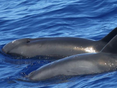 Whale-dolphin hybrid (foreground) was spotted in sea off coast of Hawaii