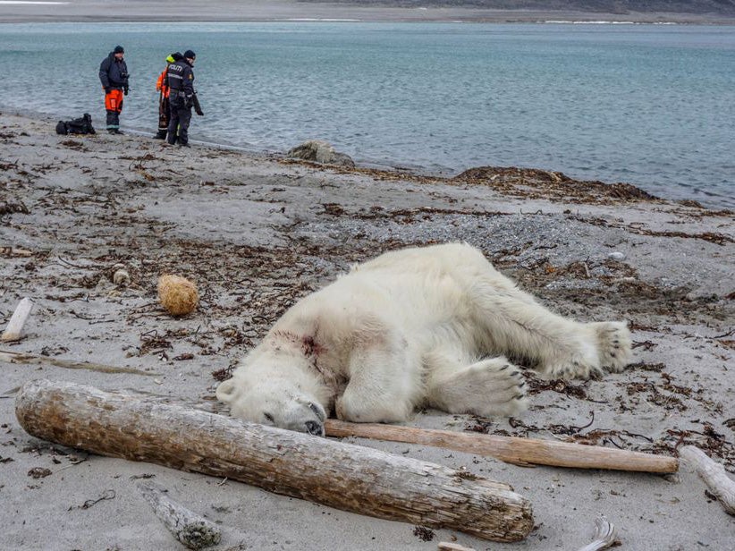 Polar bear shot after attacking cruise ship guard in Svalbard