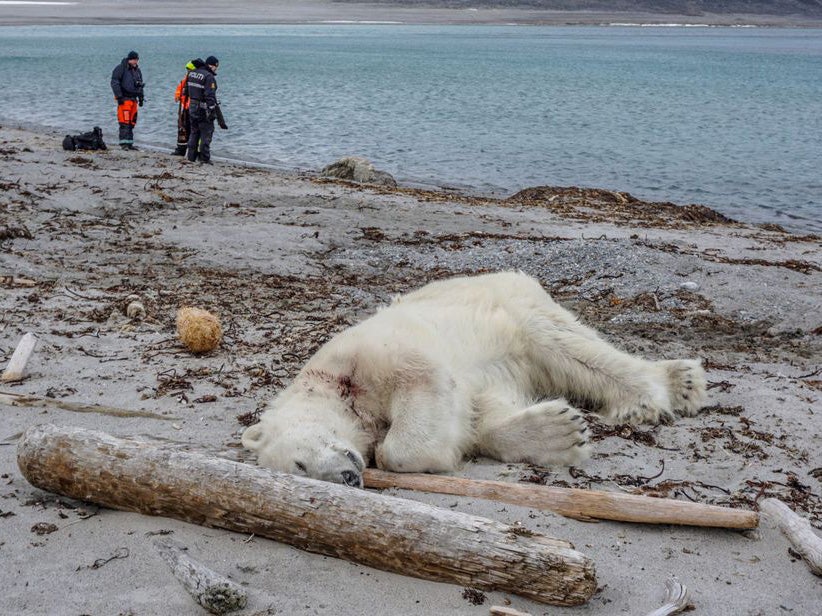 Polar bear shot dead after attacking guard helping tourists off Arctic cruise ship