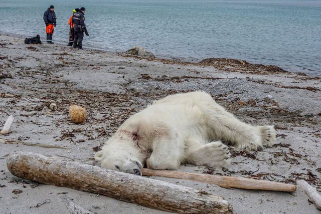Polar bear shot after attacking cruise ship guard in Svalbard