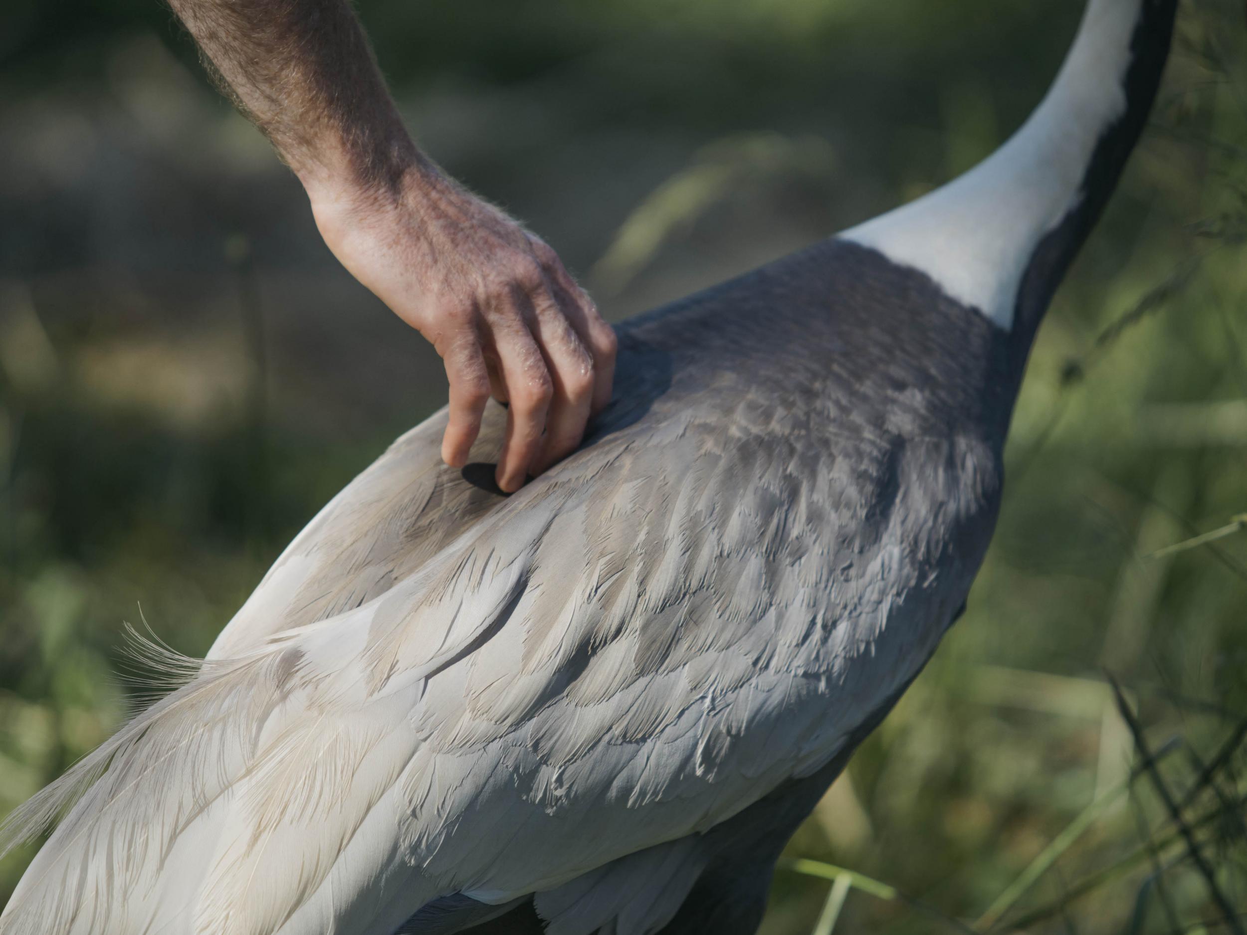 The strange story of the white-naped crane that fell in love with her  keeper | The Independent | The Independent
