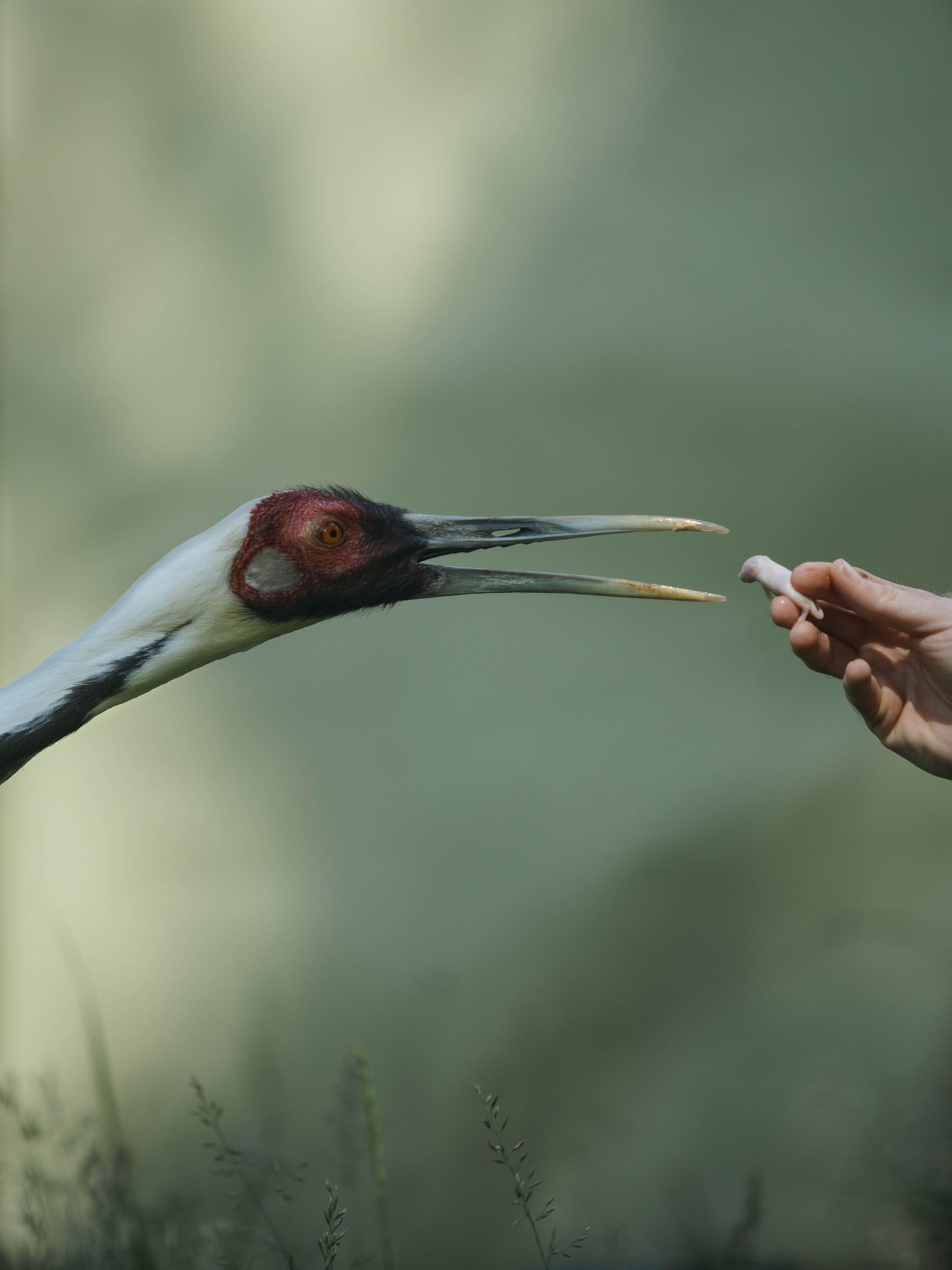 Walnut learnt to tolerate, and even enjoy, Crowe’s touch after the keeper used food as a reward