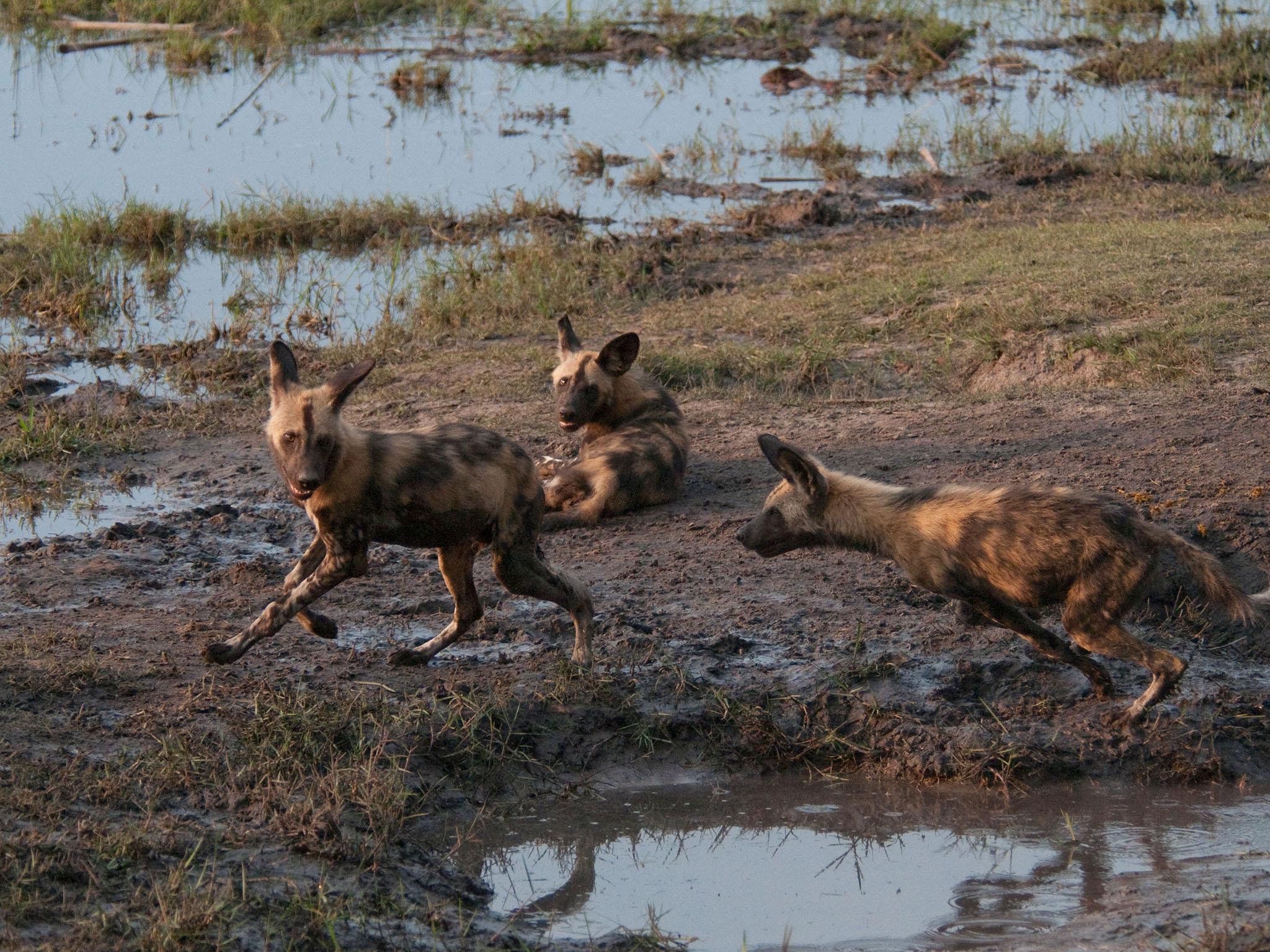 Gorongosa is in for a second great act as the environment returns to normal