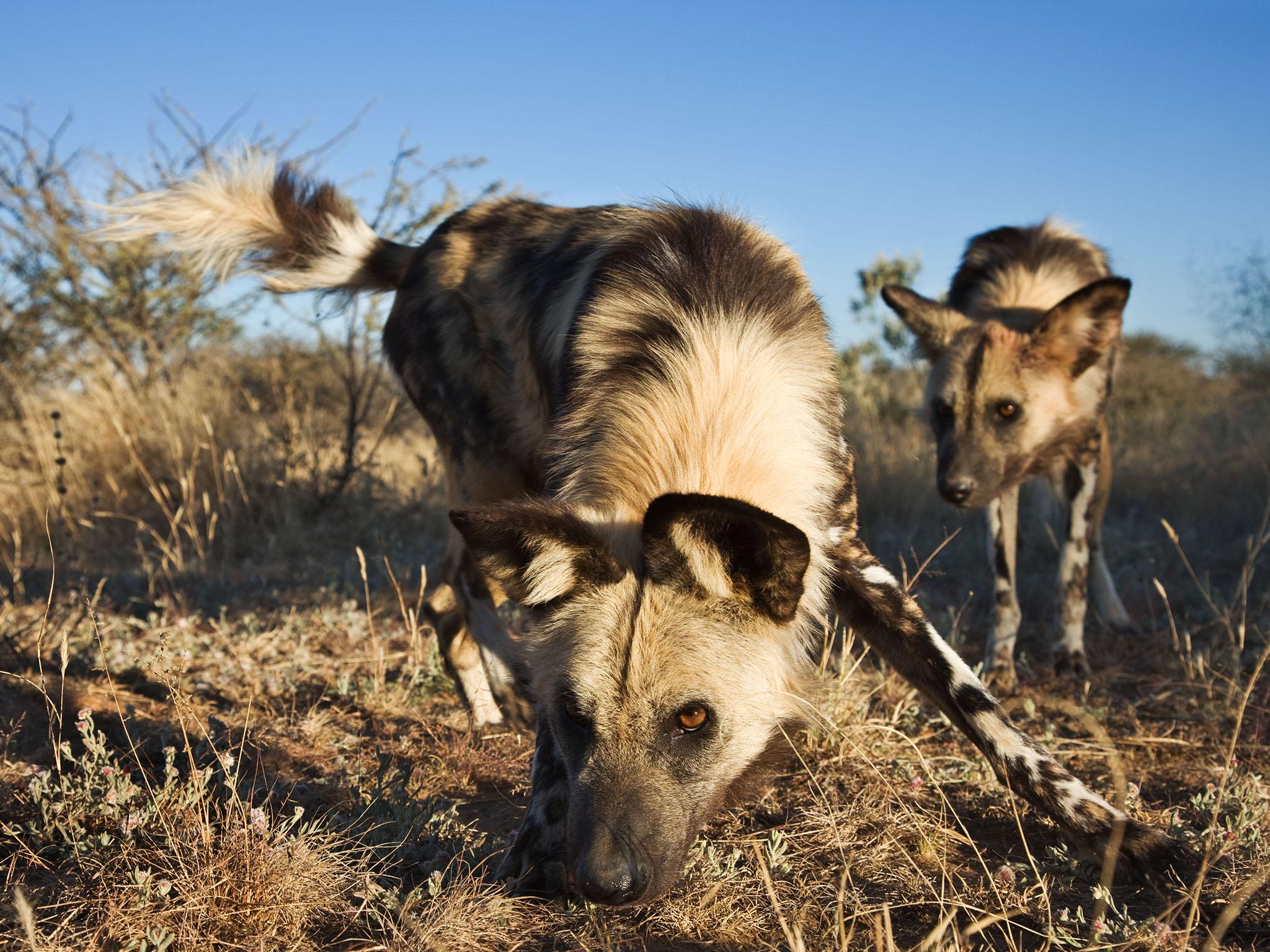 African wild dogs are thriving in Gorongosa since their reintroduction