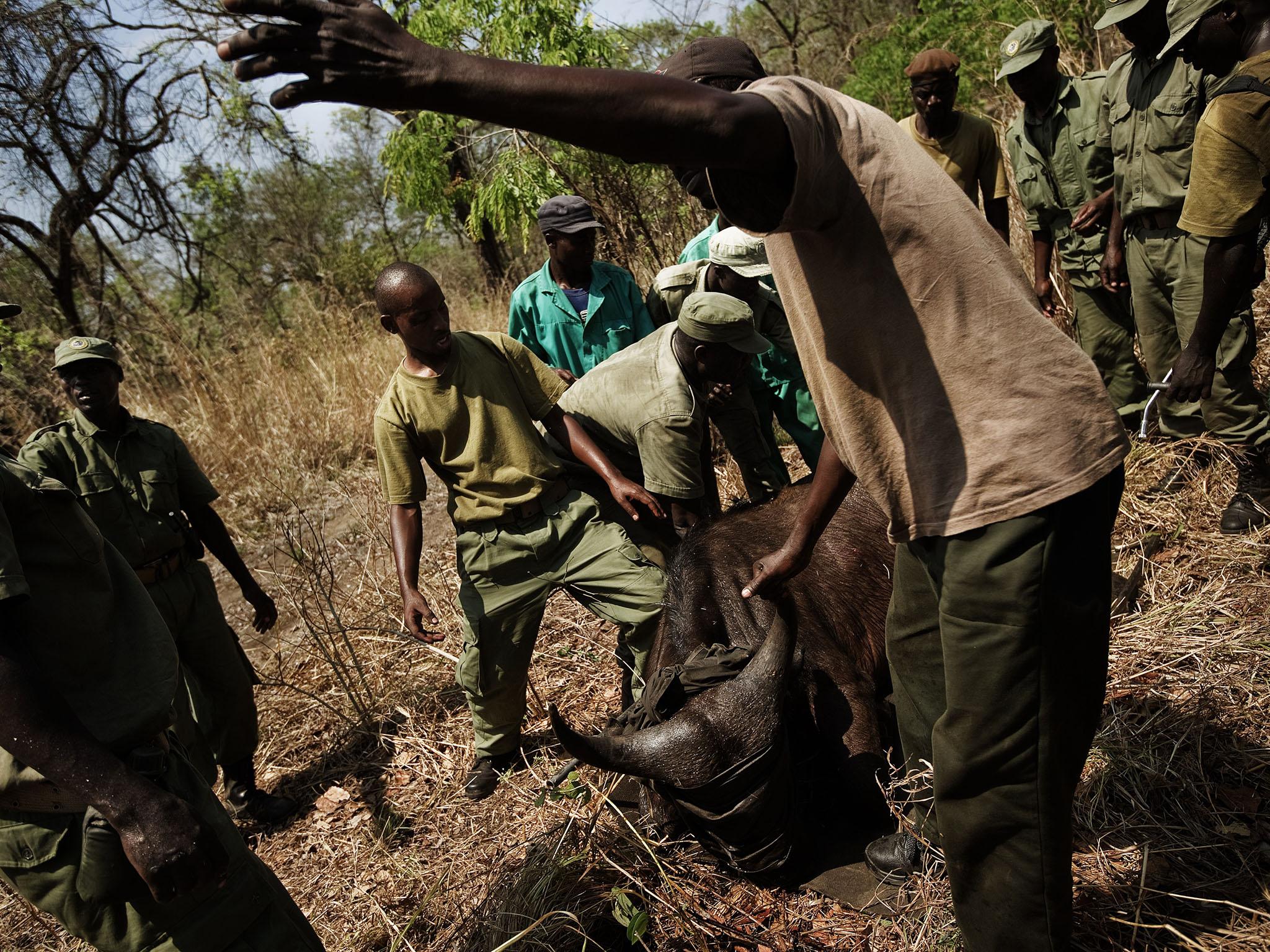 The team started by restocking the larger herbivores in an area that was once a makeshift abattoir