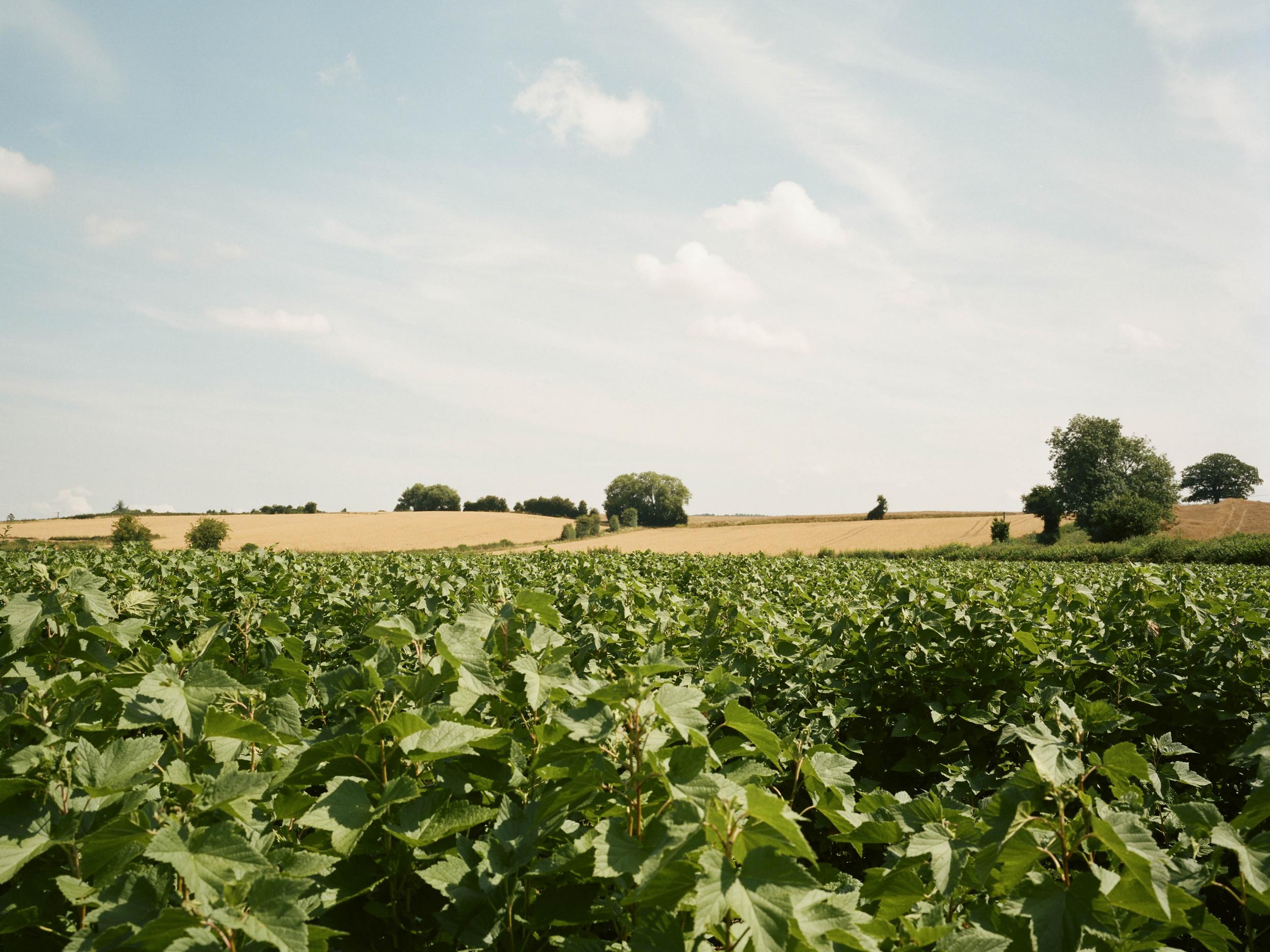 Brits Don T Want To Work On Farms So Who Will Pick Fruit