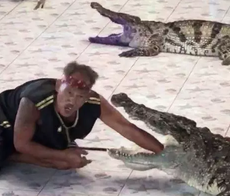 Thai reptile handler gets arm bitten by crocodile during a live show
