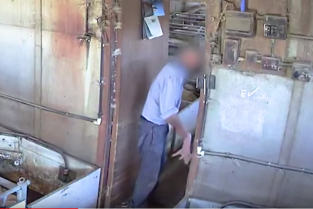 A worker at the farm was caught on camera bashing a piglet's head against a wall