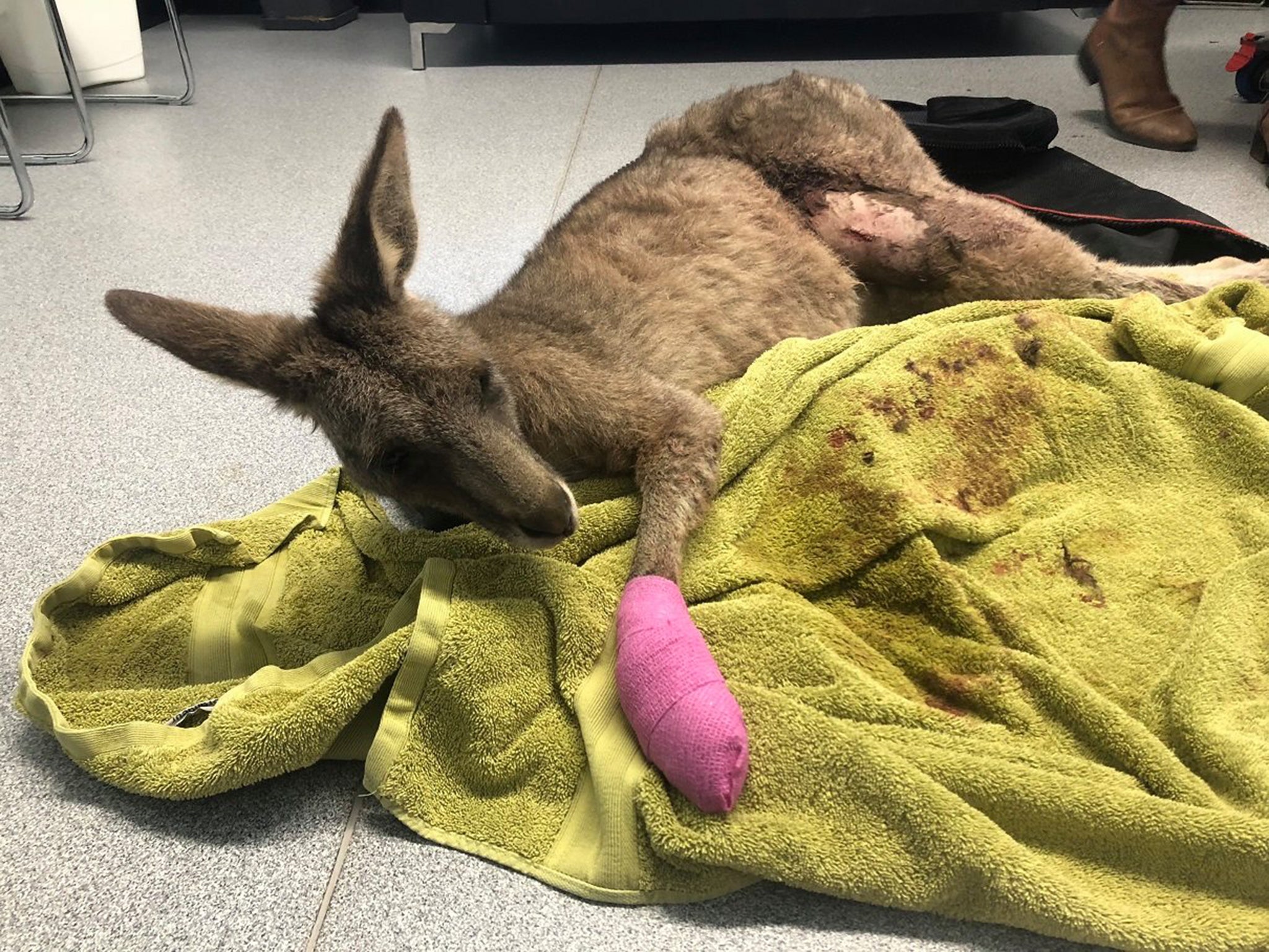 The kangaroo was treated for its wounds and is now recovering in an animal shelter