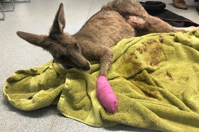 The kangaroo leapt over a 2.2m fence to escape. 