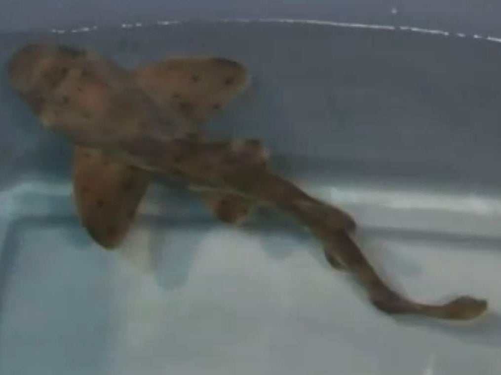 Miss Helen, the horn shark stolen from a San Antonio aquarium, was returned safely