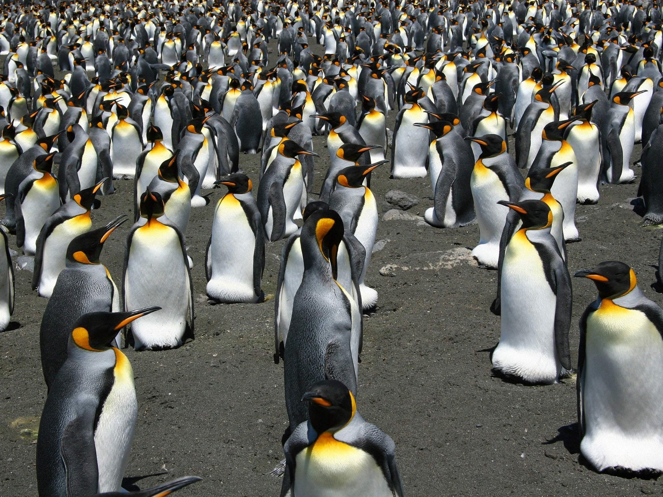 King penguins on the Ile aux Cochons where numbers have fallen by almost 90 per cent