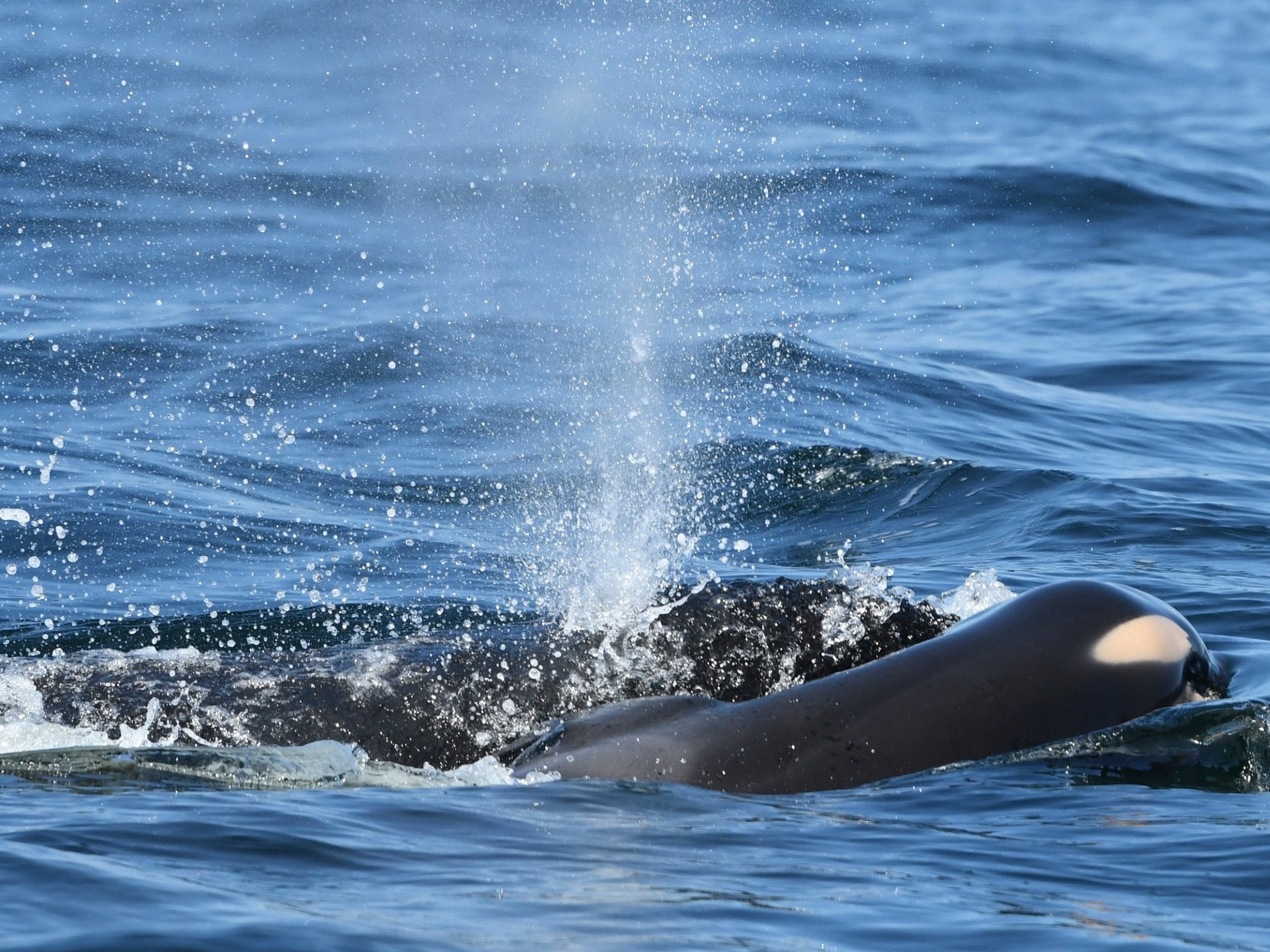 The mother pushed the dead calf to the surface on her forehead