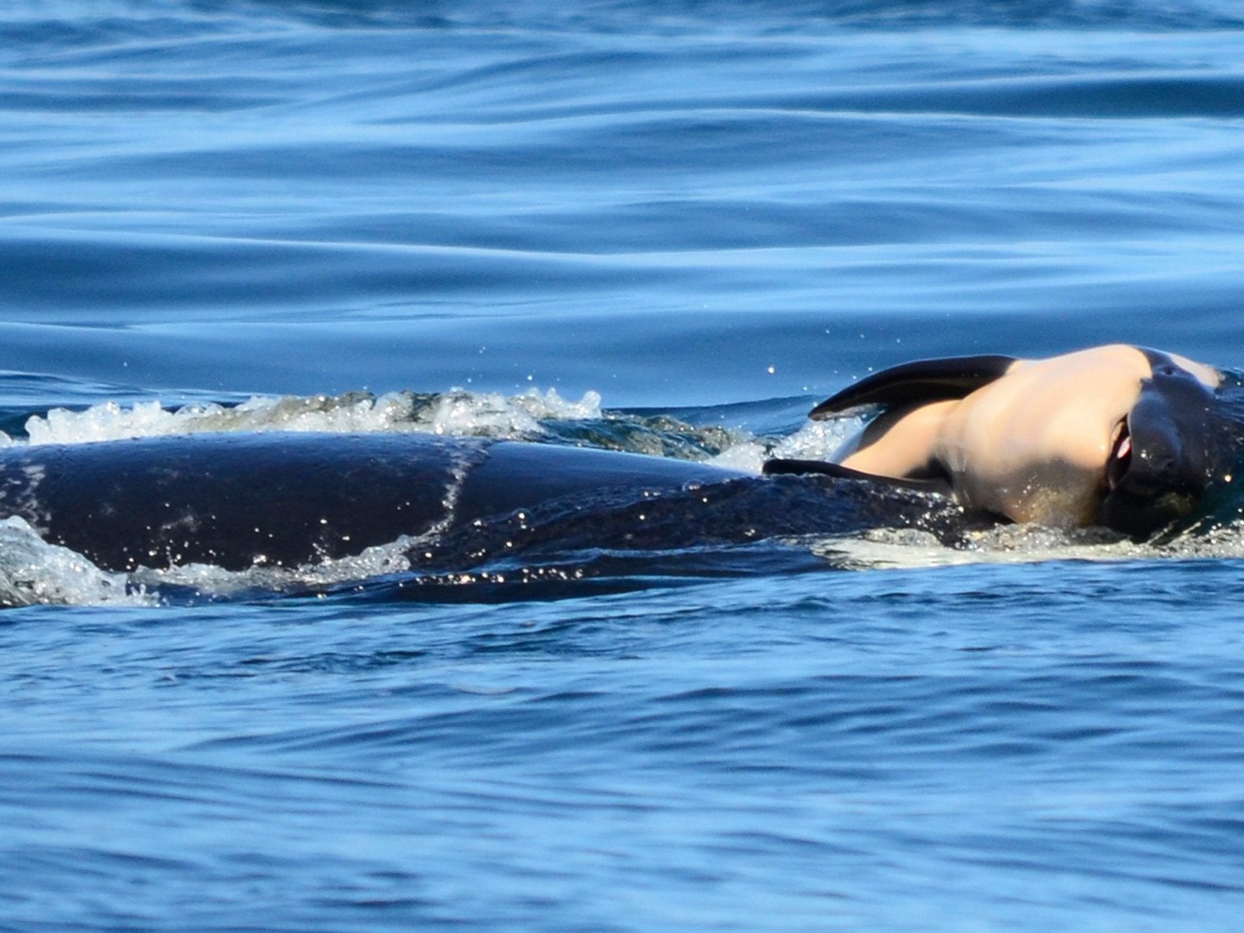 The mother pushes the baby orca after it was born off the coast of Canada near Victoria, British Columbia